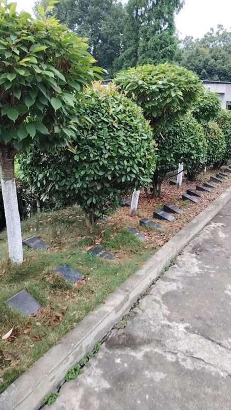 树葬区绿荫小景