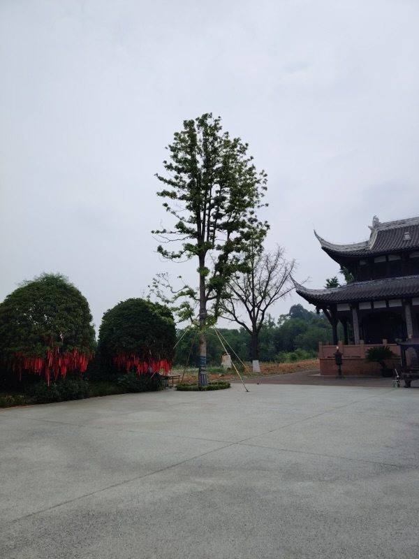 祈福广场与许愿树